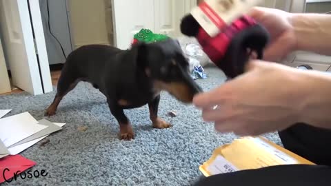 Crusoe Opens Christmas Gifts & Cards from Fans