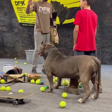 #shorts cat meme & kitten (tik tok video]💘 - funny cats meow baby cute compilation [cat-cash home)