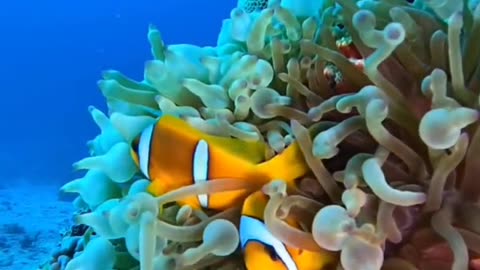 Under the sea beauty