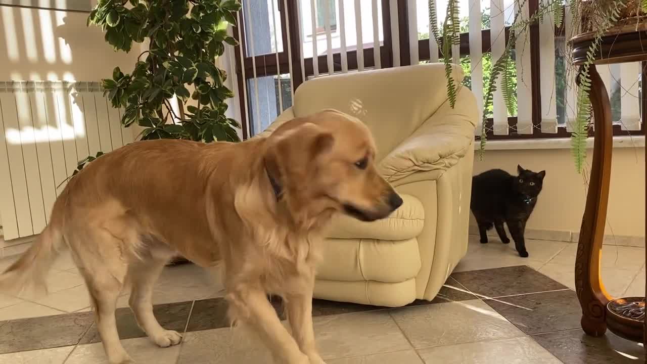Golden Retriever Meets a Cat For The First Time!lovely