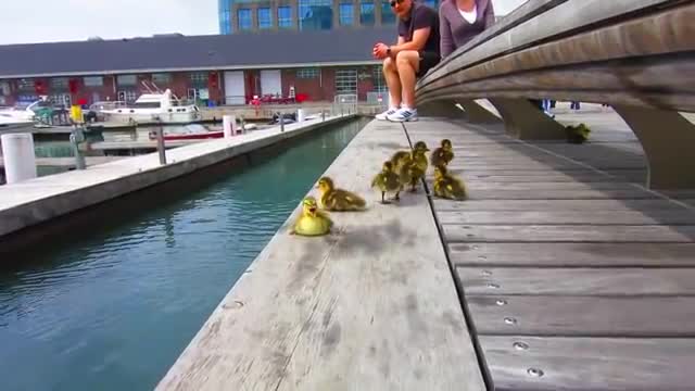 Duck Drop on Queens Quay Toronto May 4th 2012_Cut