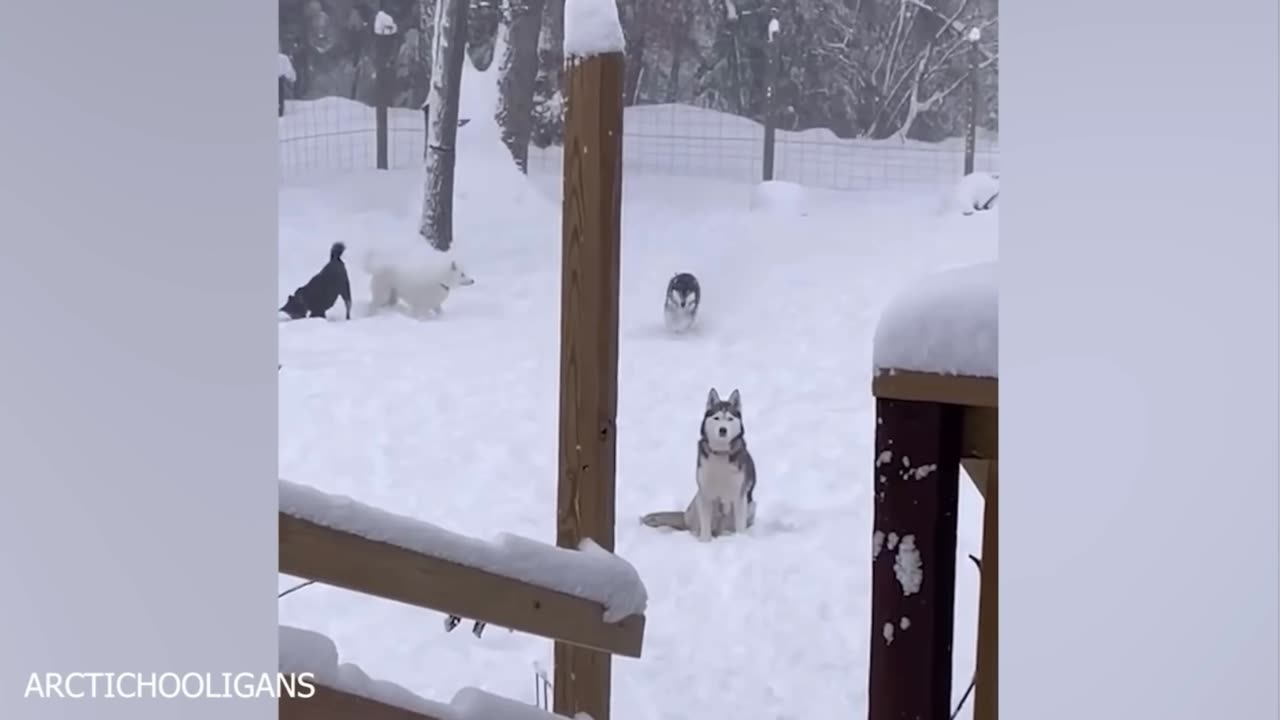 Pets react in Snow time…..