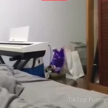 BEST FUNNIEST MOMENT ANIMALS 😆😆😆