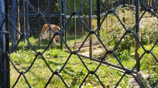 Bengal tiger