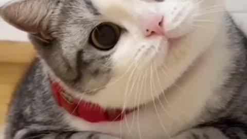 Cut the cat legs