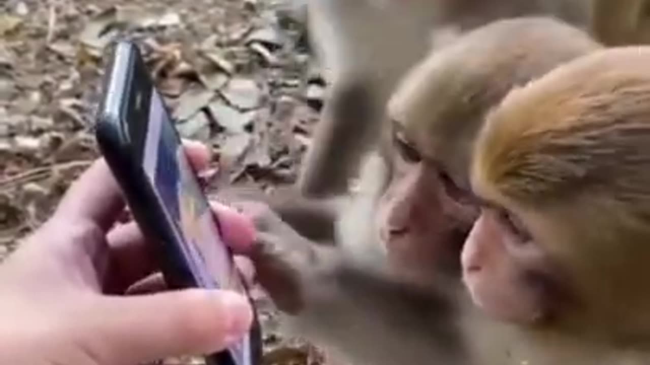 Monkeys 🙈 are fond of watching 😍 videos