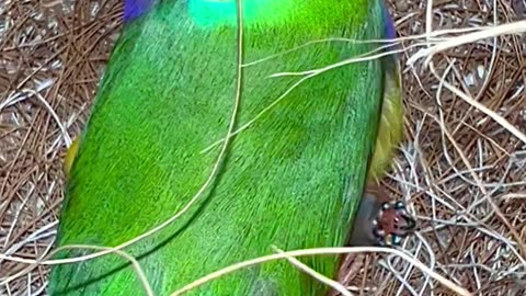 red headed male gouldian finch in nest with tiny baby bird chick