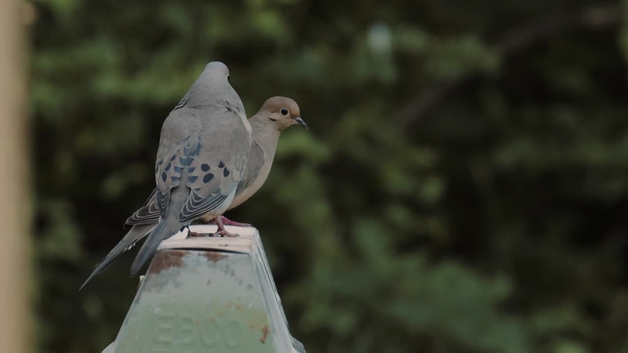 The most beautiful #birds