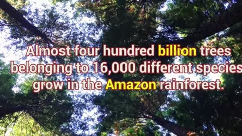 Top 10 Most Amazing Facts About The Amazon Jungle