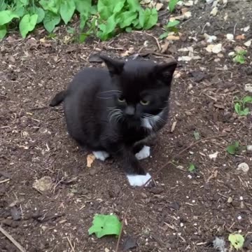 Beautifull Black Cat