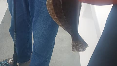 Short fluke