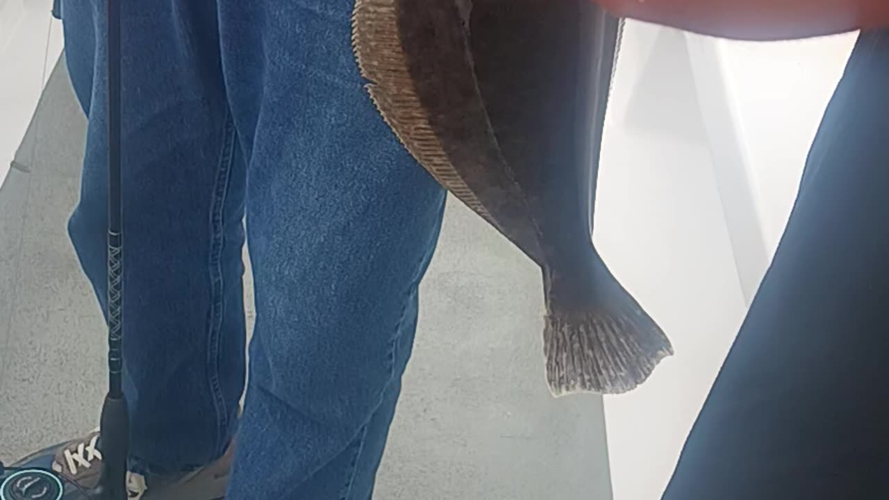 Short fluke