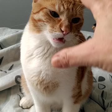 Tobias the vampire cat