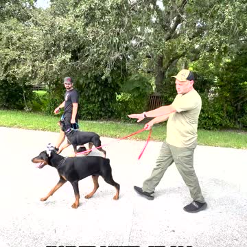 Perfect Attention Heel with New Distraction