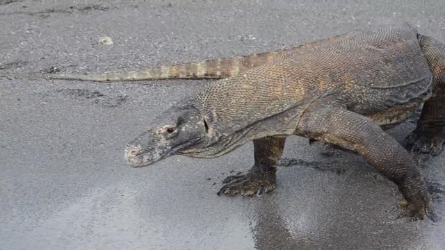 scary, meet dragons on the beach