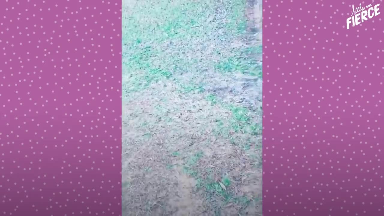 Fawn Comes To Lady's Door Every Morning | The Dodo Little But Fierce