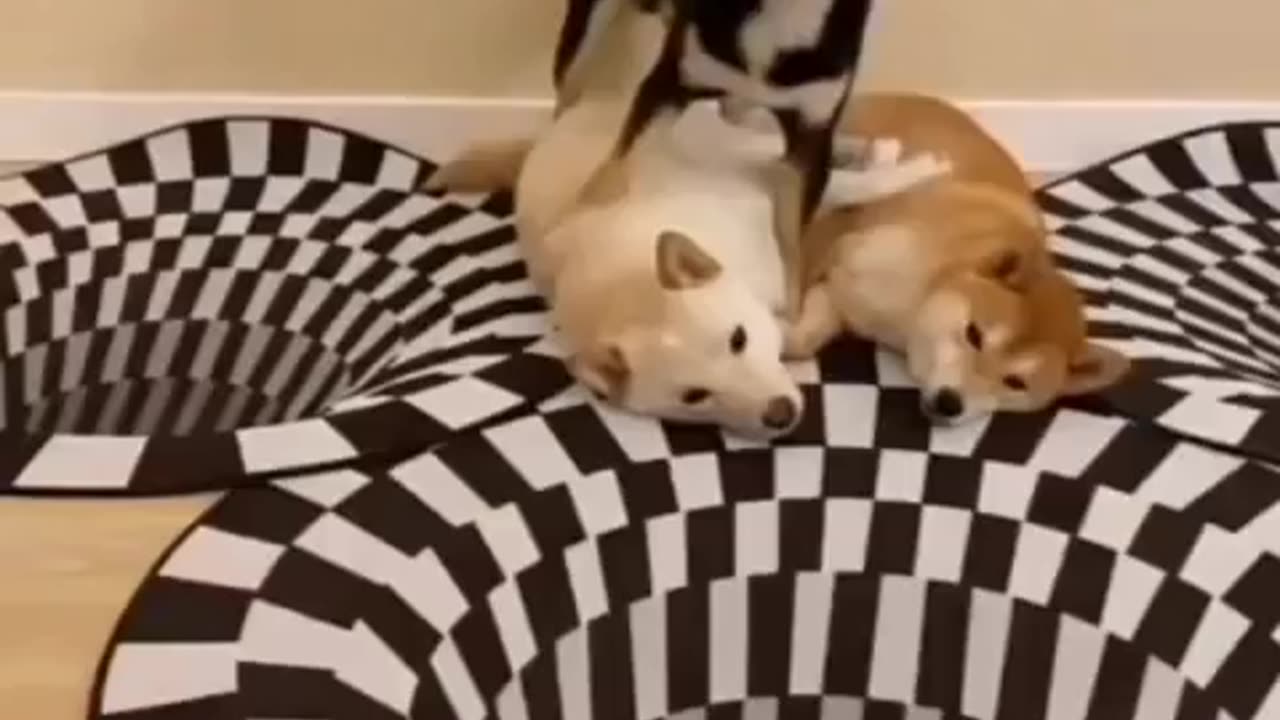WOoaah Dog's life