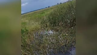 The Swamp we all hear about in Florida