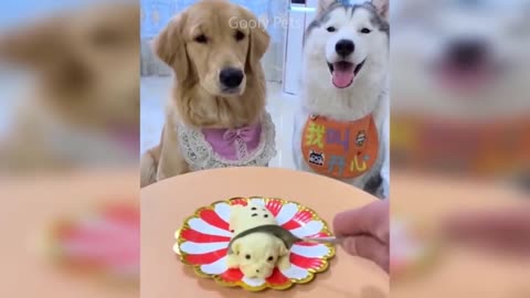 Cat Reaction to Cutting Cake - Funny Dog Cake Reaction Compilation