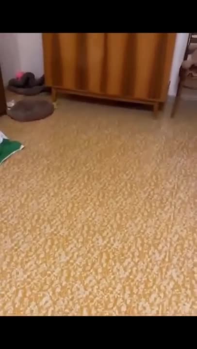 Animals have super power