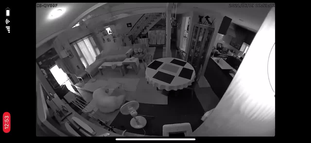 【ルンルンの裏庭】留守番中のアラン ※扇風機が動いているだけの動画