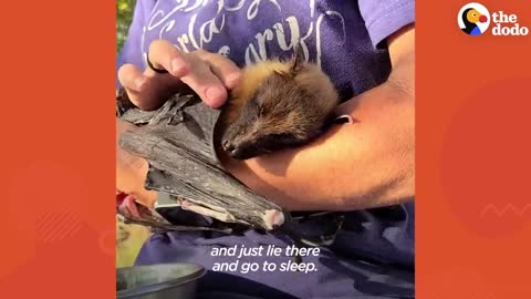 33-Year-Old Bat Loves to Curl 🦇🦇🦇🦇