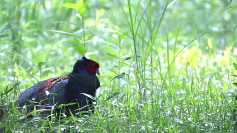 How Japanese pheasant sounds like, rare and melodic sound of a rare birds from Japan