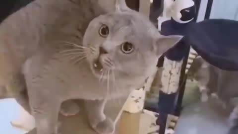 Most Funny video clips 😂 Cat 😺