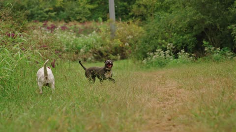 Dogs playing