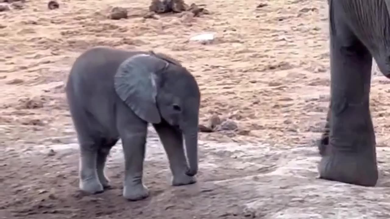 Baby elephant discovers his trunk for the first time