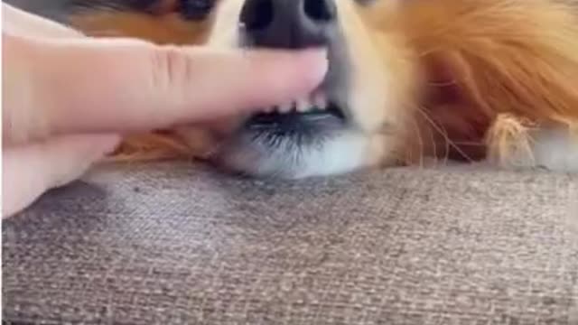 Vídeo funny Dog 🐶