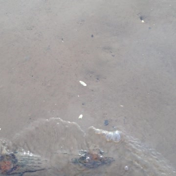 1700's Anchor in the Mud