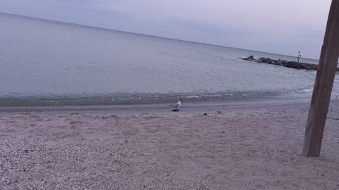 Seagull walking along the seashore