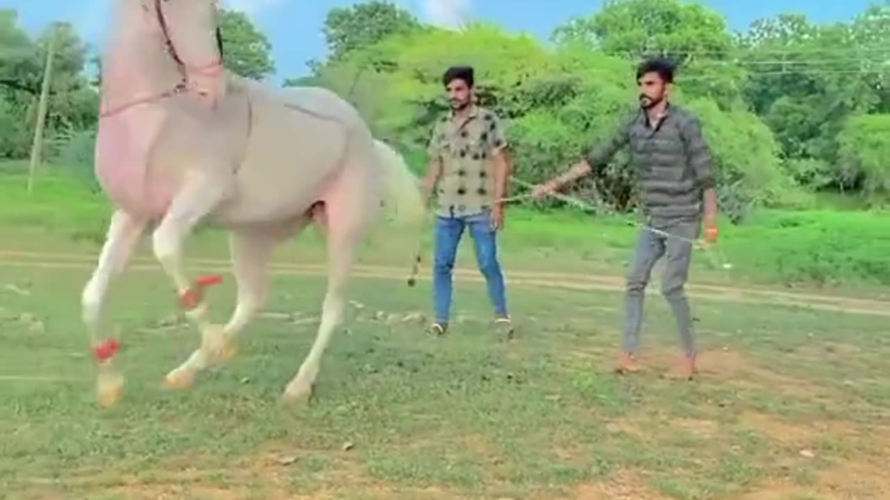 Horse dance