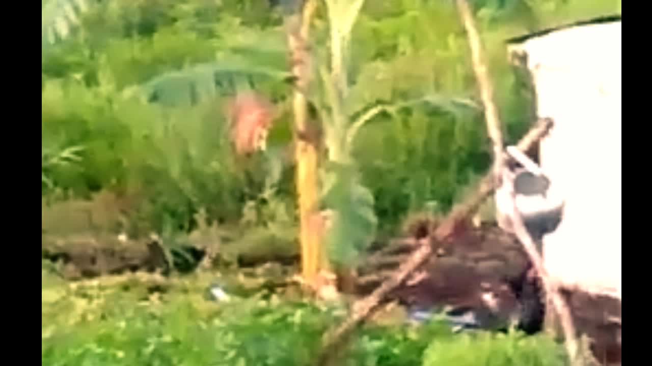 tiger enter residential areas in Pelalawan, Riau