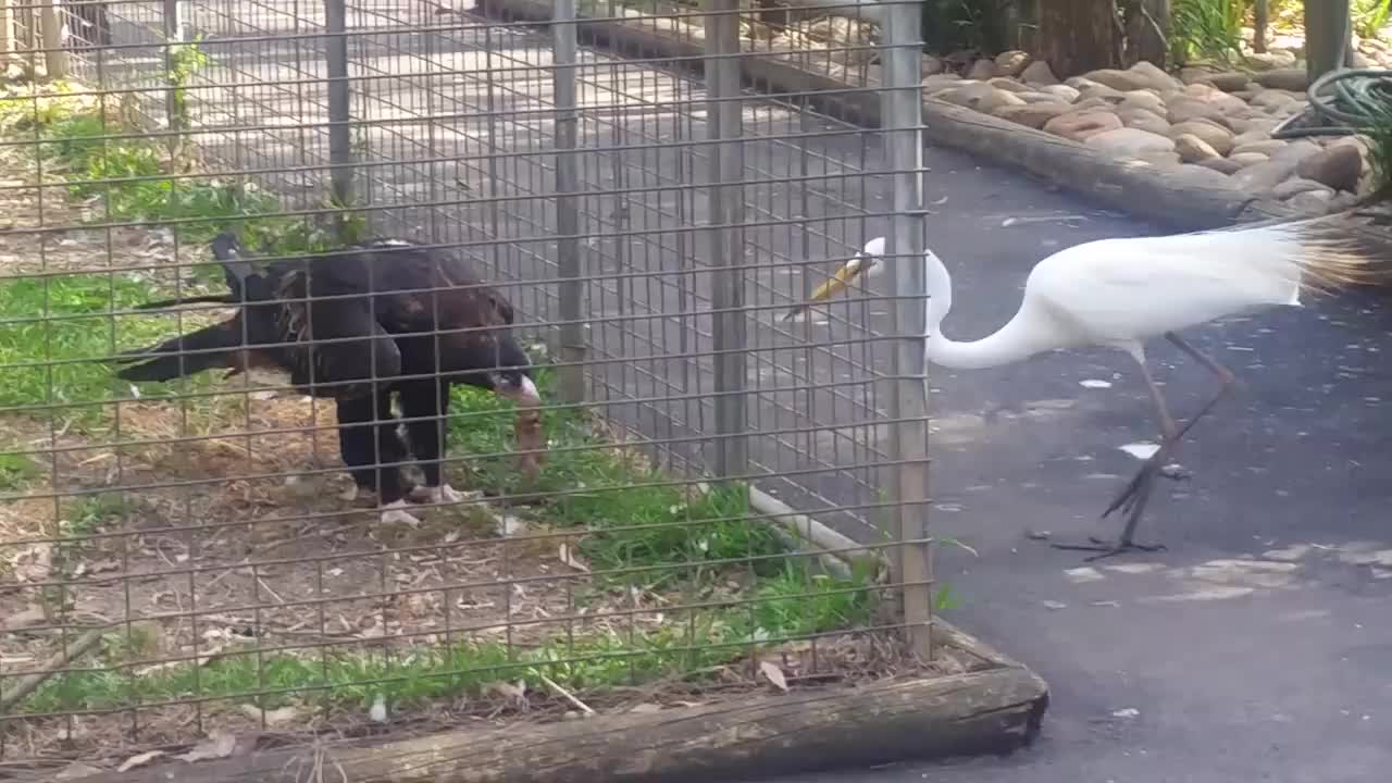 Eagle attacks bird at Featherdale Wildlife Park, Sydney, Australia