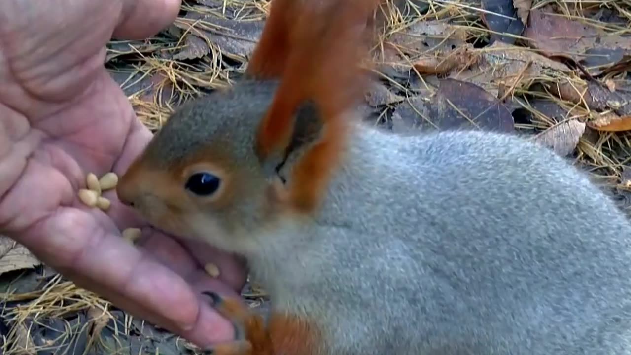 squirrel. Feeding