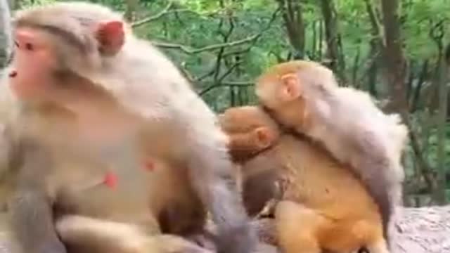 Monkey mom playing with baby funny 🐒🐒