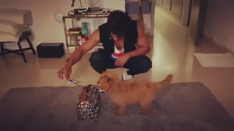 Dog's 1st Training Classl |Dog's Basic Traning How To Jum