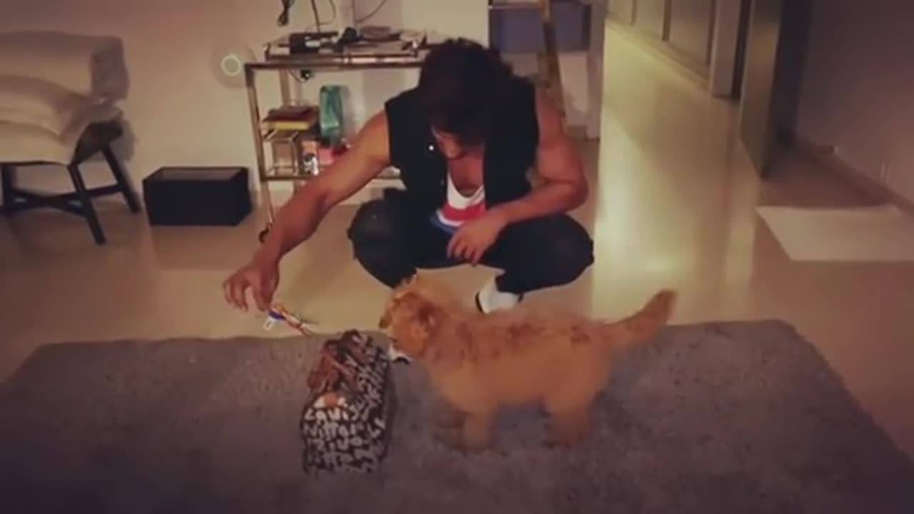 Dog's 1st Training Classl |Dog's Basic Traning How To Jum