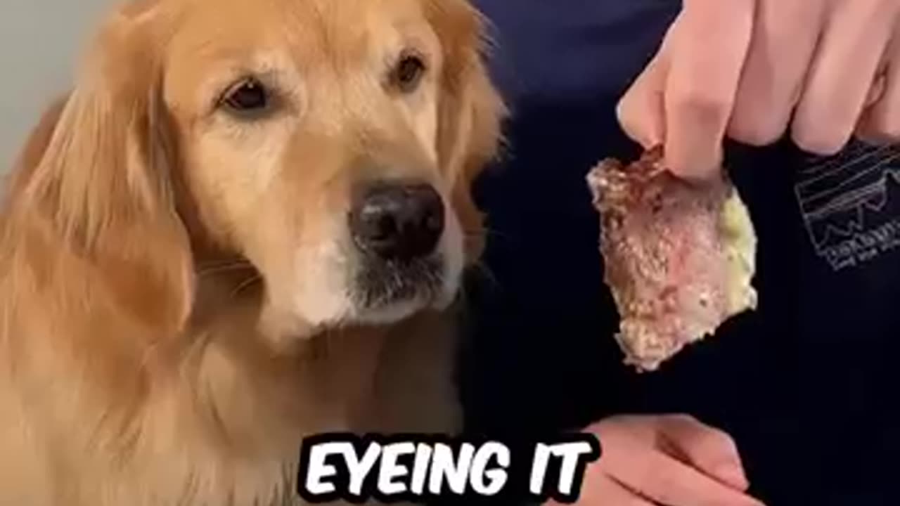 Mr Beast Feeding A Dog $1 vs $10,000 Steak