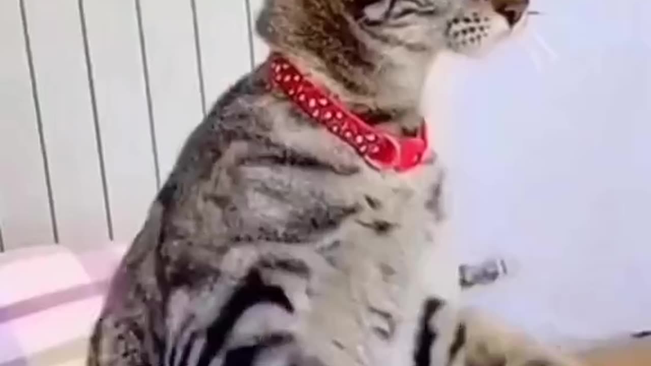 Funny cat reaction