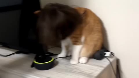 The cat understood the assignment.