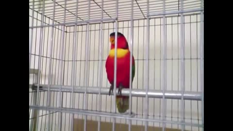 5 Funny Talking Parrots creepy and coolp8