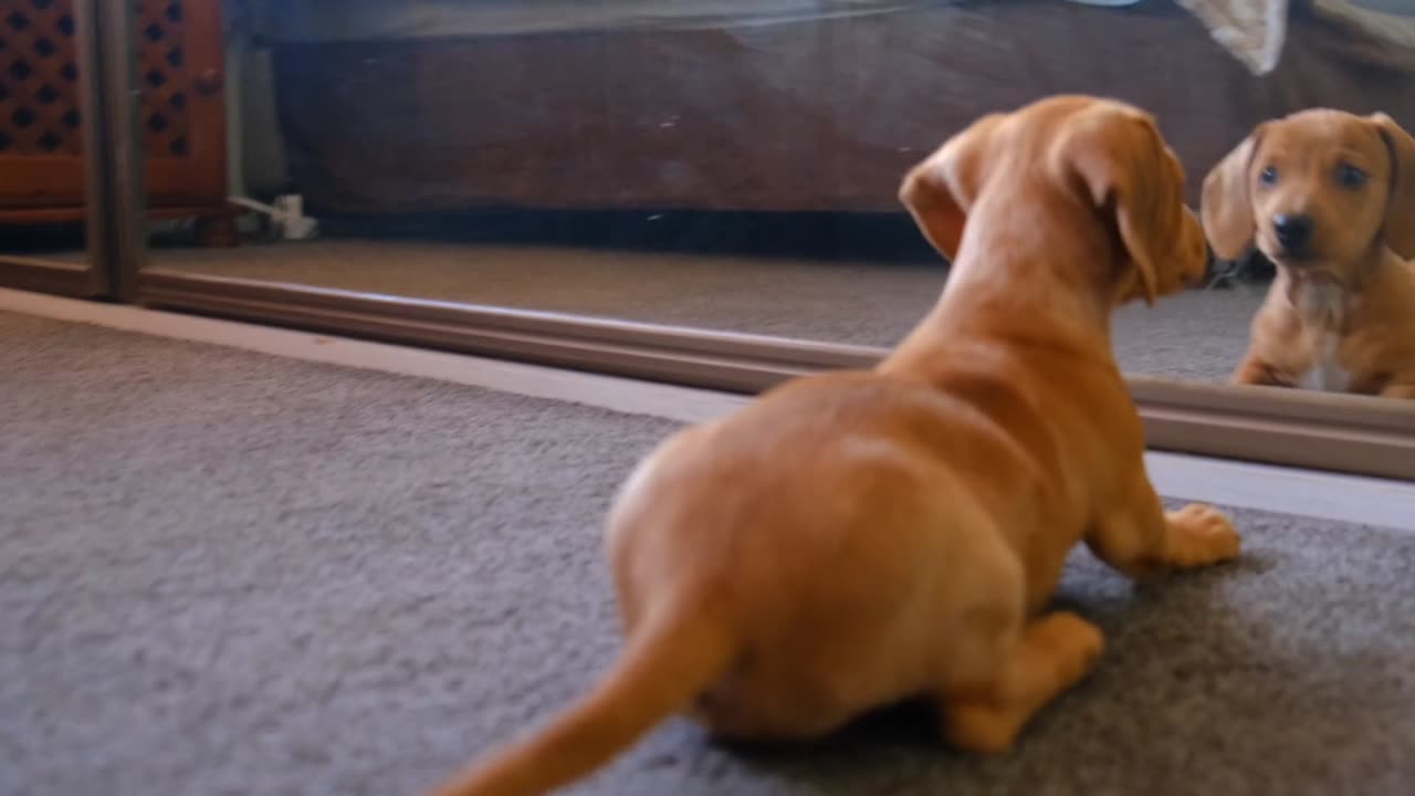 Cute and Funny Dog 🐕 Best Funniest Animal Planet । Cute and funny animal