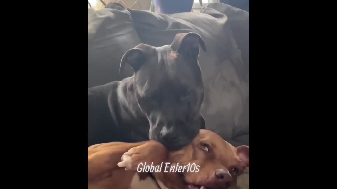 Funniest Cats And Dogs Videos 😁 - Best Funny Animal Videos 2023 😅