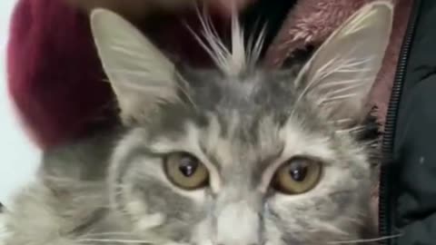 Funny & Cute Cats 🥰🥰 #cats #dogs #reels #shorts #viral #pets #redfoxfolder 