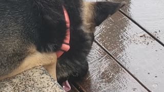 German Shepherd Salivates and Stares on Stairs