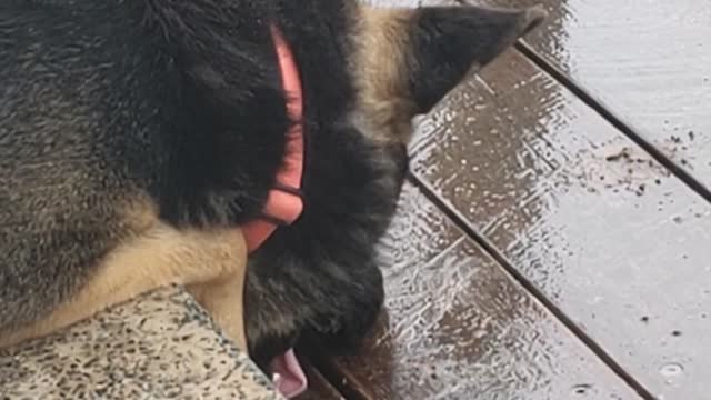 German Shepherd Salivates and Stares on Stairs