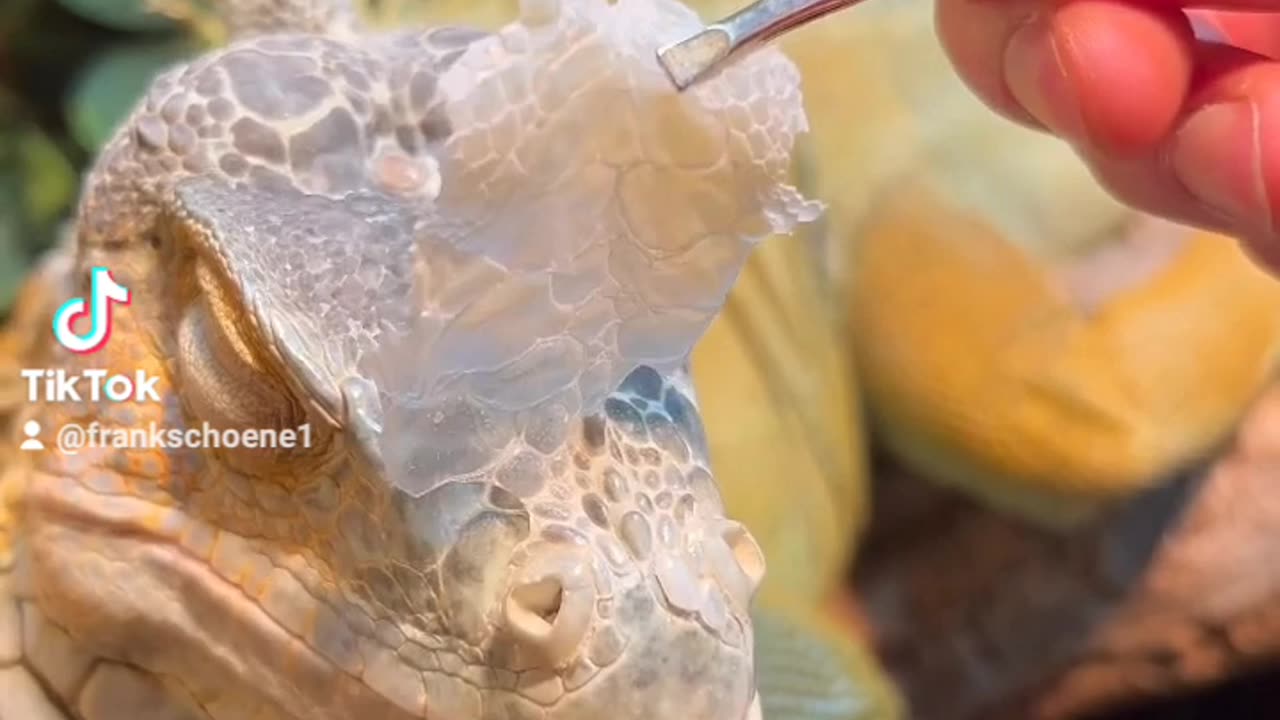 dinosaur cosmetics ...... iguana